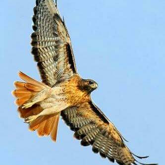 14915600_10154627731258834_6305539640380289661_n