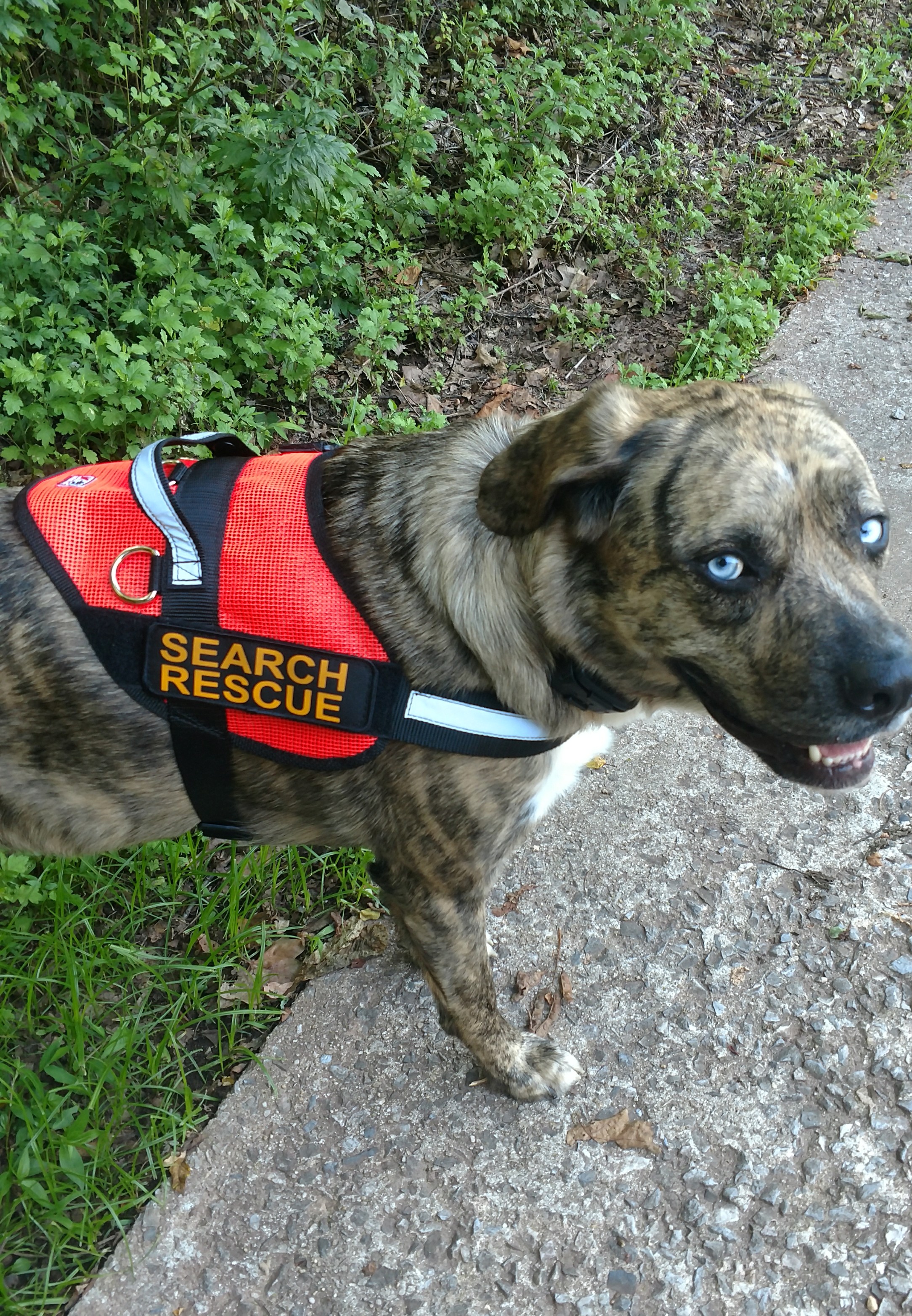 IMG_20170715_190944394~2