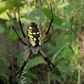 argiope-aurantia-4-278x278.jpg