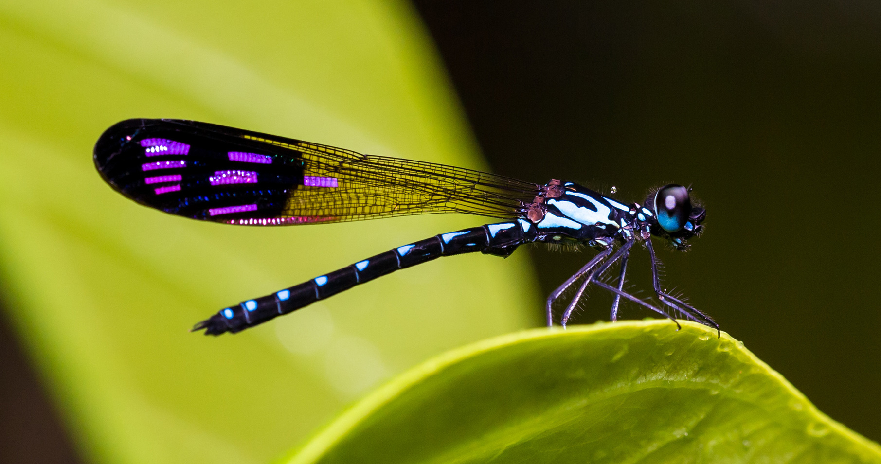 dragonfly-01-1.jpg